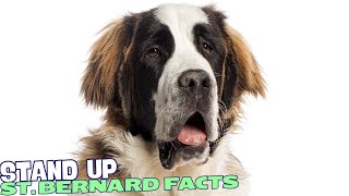 10 Fascinating Facts About St Bernards 🐕‍🦺 [upl. by Holladay]