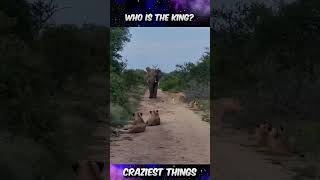 Elephant and Lion – Who Is the True King of the Wild  Craziest Things Part 441 [upl. by Harimas752]