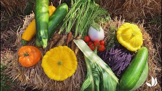 Les récoltes du potager en fin d’été permaculture  Truffaut [upl. by Desirae]