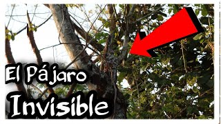 Pájaro FANTASMA Estaca o URUTAU Curiosidades de esta RARA AVE Encuéntrala 👻😱🧐🧐 [upl. by Mosa]