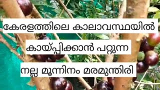 jaboticaba മരമുന്തിരി [upl. by Eanwahs]