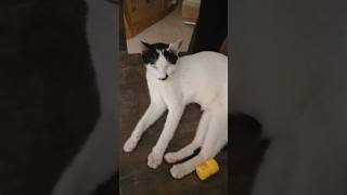 anytime thookam dhan madam kucatcatlover catvideos funnyanimals funnyanimalvideos petlovers [upl. by Attenev]