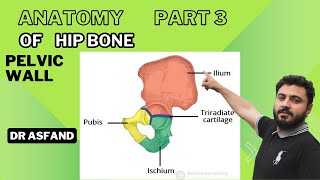 Pelvic wall Anatomy of Hip BoneIliumIshiumPubis [upl. by Jerad935]