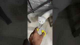 Meo cat food  billo rani ke maje hi maje shorts [upl. by Domenico]