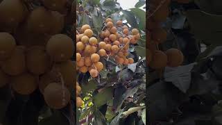 Longan shorts agriculture fruit longan farming [upl. by Ebeneser28]