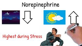 Norepinephrine noradrenaline  Effects Action uses in medicine explained simply [upl. by Janelle]