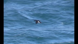 Common Diving Petrels South Georgia South Atlantic April 2018 [upl. by Aniara]