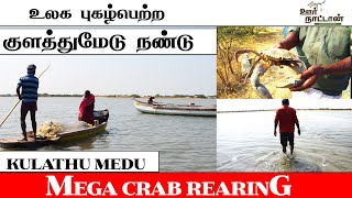 குளத்துமேடு நண்டு வளர்ப்பு  Kulathu medu crab RearingOor Naattan [upl. by Audris]