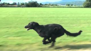 Slow Motion Dog Run [upl. by Birecree110]