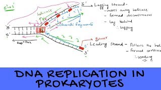 DNA Replication in Prokaryotes  An Overview [upl. by Emse]