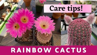 Rainbow Hedgehog Cactus Care Guide Echinocereus rigidissimus  How to take Care Of Cactus [upl. by Luzader]