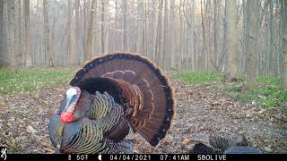 Eastern Wild Turkey Strutting Around Hens  Browning Recon Force Advantage [upl. by Rosabelle]