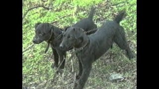 Fell and Moorland Terrier Club filmed late 90s [upl. by Acillegna134]