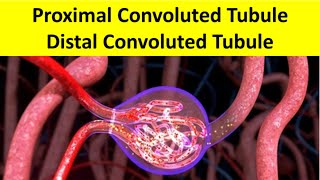 Proximal convoluted tubule vs distal convoluted tubule I Histology kidney Nephron armandohasudungan [upl. by Ryle]