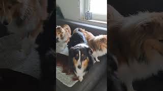 Ein Dieb im Haus 🚓hundevlog sheltie animals [upl. by Lemmueu]