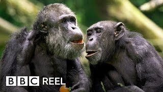 Chimpanzees are ‘just like us’  BBC REEL [upl. by Anamuj]