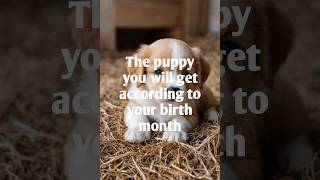 The puppy you will get according to your birth month 😃😃 Shoorts [upl. by Elleirad]