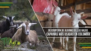 Descripción de Algunas de las Razas Caprinas más Usadas en Colombia TvAgro por Juan Gonzalo Angel [upl. by Oos]