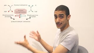 GlucoNeogenesis Part 1 شرح بالعربي [upl. by Jodi]