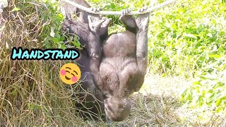 Ringo handstand training😆🤣💦Djeecoゴリラ迪亞哥金剛猩猩202401155taipeizoo gorilla 台北市立動物園 [upl. by Ennyrb]