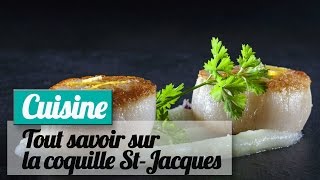 Tout savoir sur la coquille saintJacques [upl. by Uohk]