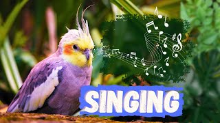 Cockatiel Singing Training 🌿  How my Cockatiel Sing and Talk 🦜 [upl. by Aradnahc456]