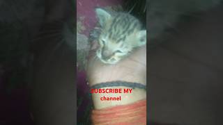 Cute cat baby ko kaise palte hain amazing kitten lovecats [upl. by Libb674]