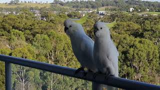 Sulphur Crested Cockatoos vs the Lorikeets Campbelltown Australia [upl. by Nairahcaz821]