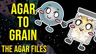 The Agar Files  Inoculating Agar to Grain [upl. by Theran]