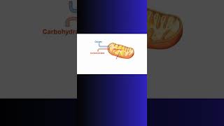 ATP ENERGY EXPLAINED atp bioenergetics biochemistry physiology mitochondria cell cells [upl. by Mikihisa]