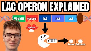 LAC OPERON EXPLAINED [upl. by Melquist]