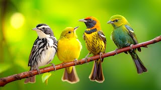 Relaxing Bird Sounds 4K Birds Singing Heal Stress Anxiety And Depression Heal The Mind [upl. by Kayne]