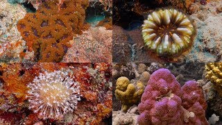 Exploring the Deeper Corals of Nugu Beach Solomon Islands [upl. by Bilak539]