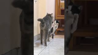 🐾 Feline Bonds Unleashed🐱Native Cat amp Rescue Kittens Heartwarming Connection shorts [upl. by Acirne]