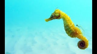 Facts The Seahorse [upl. by Zoilla]