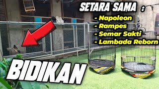 PREDIKSI DAPAT MOBIL ‼️ MURAI DARI KEDIRI KIRA KIRA HARGA BERAPA YA [upl. by Hedveh]