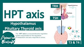 HPT axis  Hypothalamus Pituitary Thyroid axis  Regulation of thyroid hormone [upl. by Wesle61]