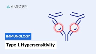 Immediate response Type I Hypersensitivity Reaction [upl. by Jurgen]