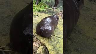 The teased baby hippo🦛 cuteanimal animalhumor funny funnyanimal animals streetpets hippo [upl. by Vlad515]