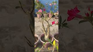 ADENIUM FLOWER gardening pruning adenium flowers adeniumcare desertrose repoting plants [upl. by Tyrus560]