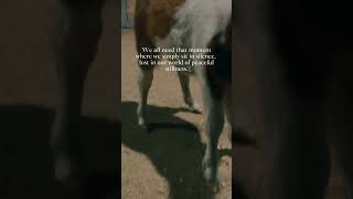 So cute 🥰 mortgagecowgirl equestrian minihorse ratterrier [upl. by Lexine]