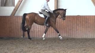 Contendro IArgentinus mare  2009 for sale [upl. by Gievlos]