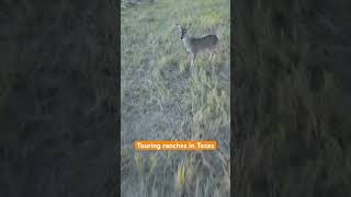 Texas has the BEST ranch land texas ranch drone hunting [upl. by Whitaker]