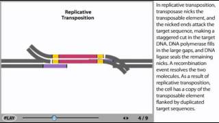 Transposons Animation  DNA transposable elements [upl. by Adanama]