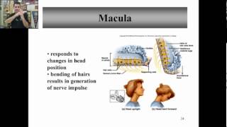 anatomy physiology chapter 12 part 3b [upl. by Antipas]