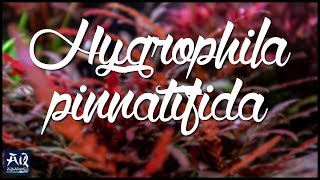 Aufsitzer amp Stängelpflanze in Einem Hygrophila pinnatifida  AquaOwner [upl. by Fernande]