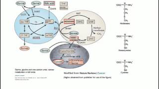 Homocysteine Vitamin B12 Folate  Basic Science [upl. by Sirovat]