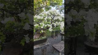 Bougainvillea BONSAI WHITE [upl. by Ardnua771]