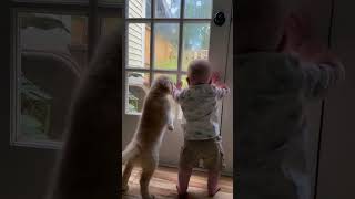 Dogs and babies part 45 dogsandbabies adorablepetmoments puppyshorts dogsandchildren [upl. by Akin]