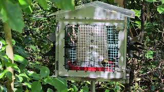 Bellbirds and Stitchbirds at syrup feeding station  TiriTiri Matangi  New Zealand Birds [upl. by Ahsenahs]